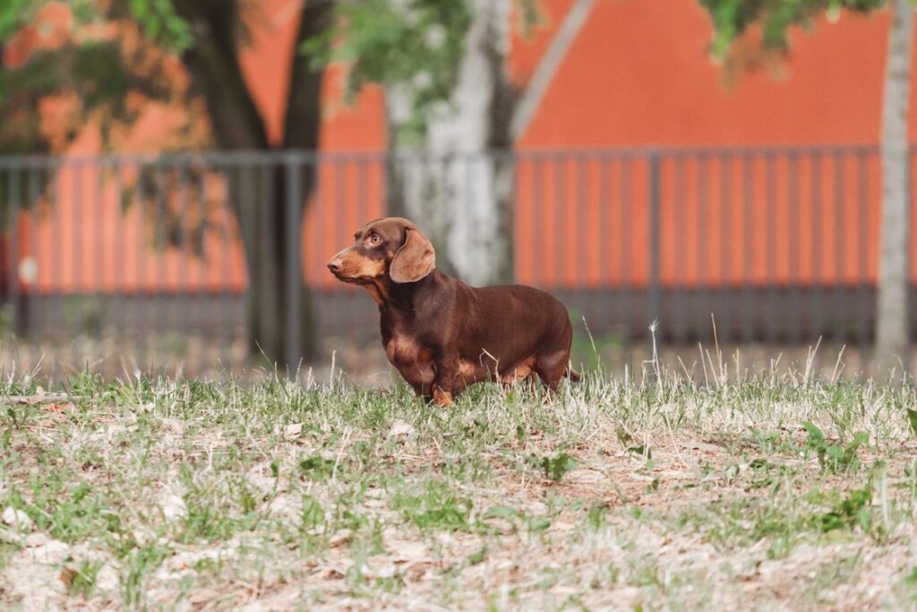 Rauhaardackel steht im Garten