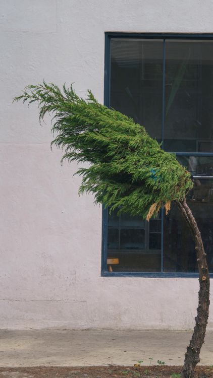Baum biegt sich stark im Wind
